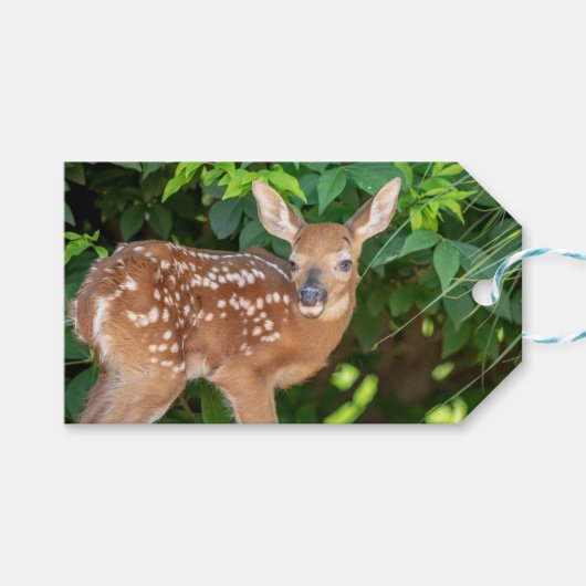 子鹿生まれたばかりののポートレート ギフトタグ (正面(横))