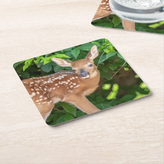子鹿生まれたばかりののポートレート スクエアペーパーコースター (アングル)