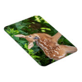 子鹿生まれたばかりののポートレート マグネット (右側)