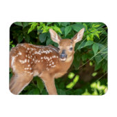 子鹿生まれたばかりののポートレート マグネット (横)