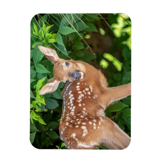 子鹿生まれたばかりののポートレート マグネット (縦)