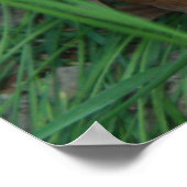 子鹿2009 ポスター (角)