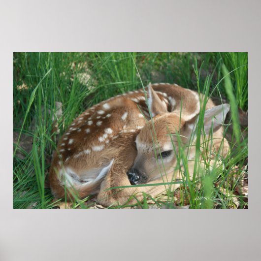 子鹿2009 ポスター (正面)