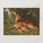 子鹿 | カール・シュウェニンガー、ジュニア。 ポストカード (正面)