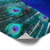 孔雀かわいらしポスター ポスター (角)