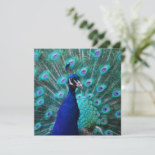 孔雀かわいらし招待状 招待状 (スタンド正面)