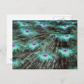 孔雀かわいらし羽の写真 ポストカード (正面/裏面)