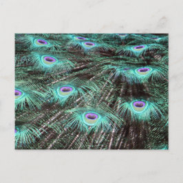 孔雀かわいらし羽の写真 ポストカード