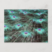 孔雀かわいらし羽の写真 ポストカード (正面)