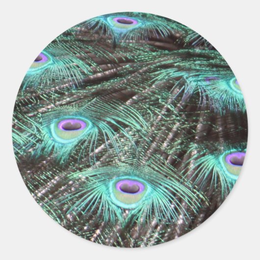 孔雀かわいらし羽の写真 ラウンドシール (正面)