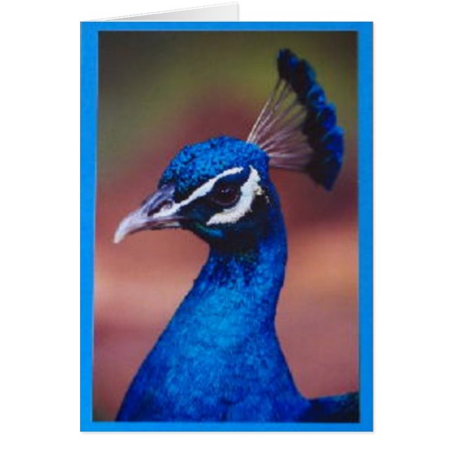 孔雀として誇りを持った (正面)