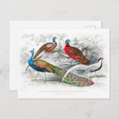 孔雀とキジ – Oliver Goldsmith -ヴィンテージ ポストカード (正面/裏面)