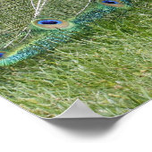 孔雀と孔雀のポスター ポスター (角)