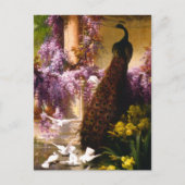 孔雀と鳩が庭に ポストカード (正面)