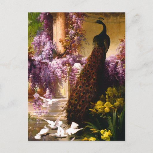 孔雀と鳩が庭に ポストカード (正面)