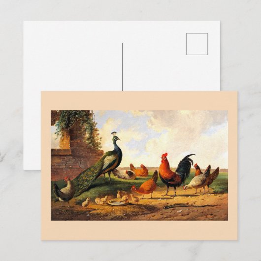 孔雀と鶏 ポストカード (正面/裏面)