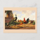 孔雀と鶏 ポストカード (正面)
