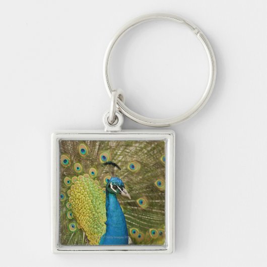 孔雀のもったいぶって歩くこと キーホルダー (正面)
