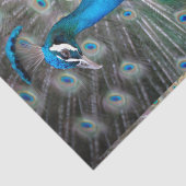 孔雀のカラフルのクローズアップ 薄葉紙 (詳細)