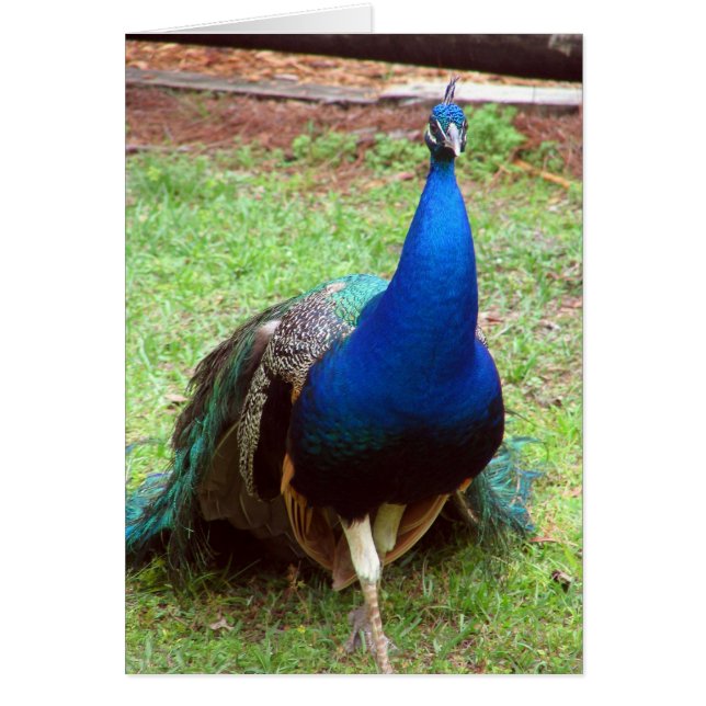 孔雀のクローズアップ (正面)