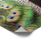 孔雀のクローズアップ ポスター (角)