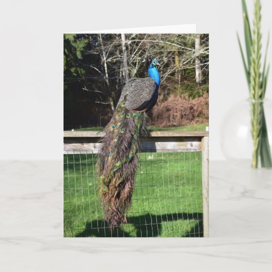 孔雀のフェンスのプレーニング カード (正面)