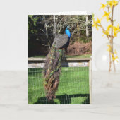 孔雀のフェンスのプレーニング カード (黄色い花)