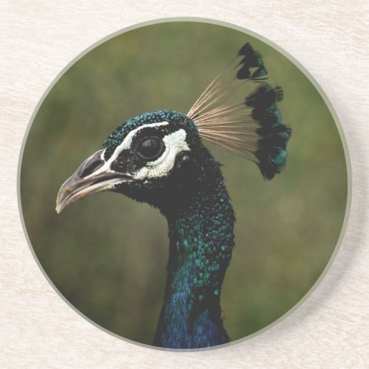 孔雀のプロフィール コースター (正面)