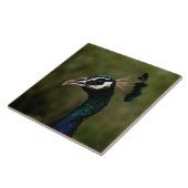 孔雀のプロフィール タイル (側面)