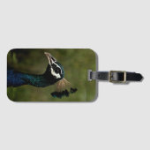 孔雀のプロフィール ラゲッジタグ (正面横)