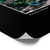 孔雀のポスター ポスター (角)