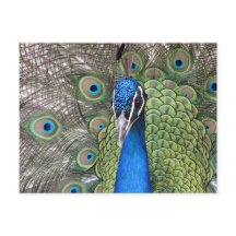 孔雀のポストカード