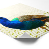 孔雀の写真 ポスター (角)