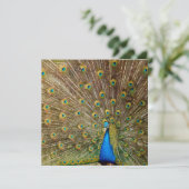 孔雀の尾羽 カード (スタンド正面)
