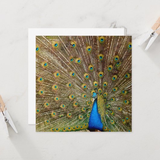 孔雀の尾羽 カード (正面/裏面インサイチュ)