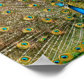 孔雀の尾羽 ポスター (角)