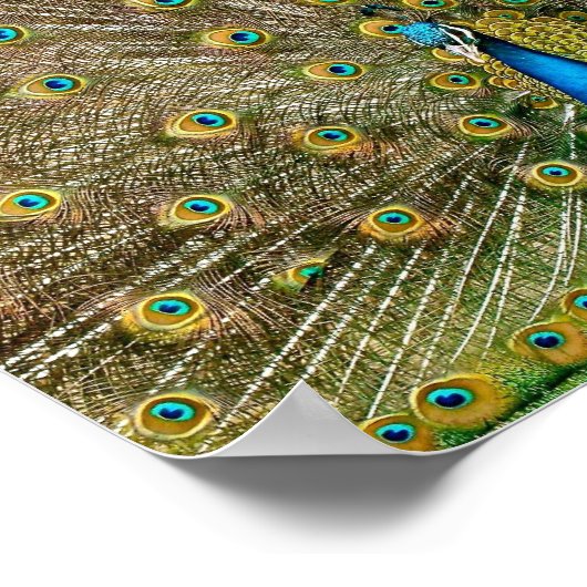 孔雀の尾羽 ポスター (角)