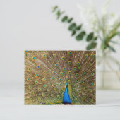孔雀の尾羽 ポストカード (スタンド正面)