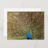 孔雀の尾羽 ポストカード (正面/裏面)
