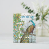 孔雀の愛の鳥が木に座って日付を保存 案内ポストカード (スタンド正面)