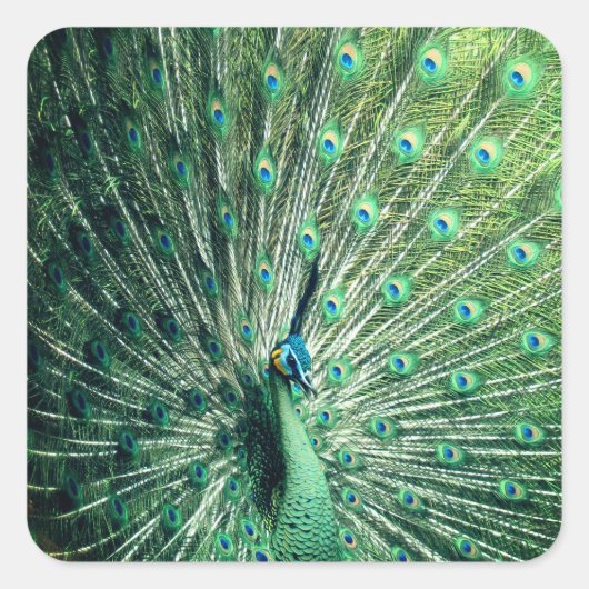 孔雀の支柱 スクエアシール (正面)