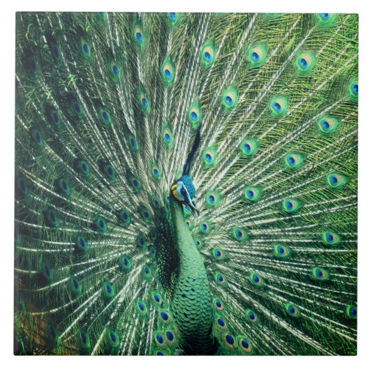 孔雀の支柱 タイル (正面)