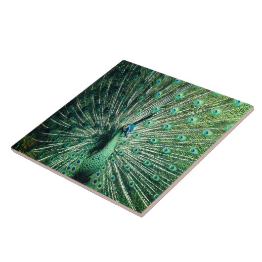 孔雀の支柱 タイル (側面)