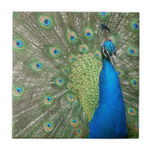 孔雀の支柱 タイル (正面)