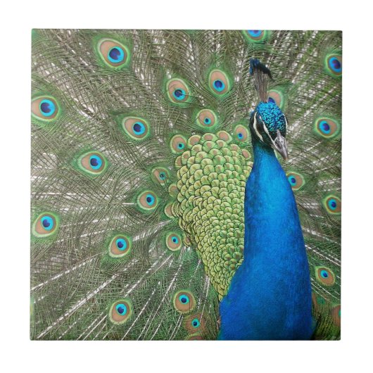 孔雀の支柱 タイル (正面)