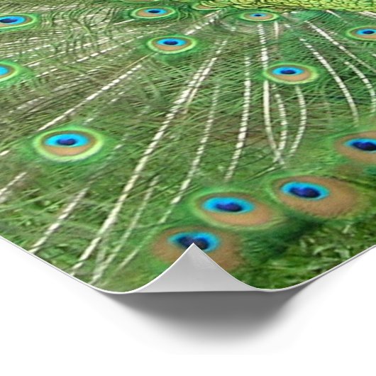 孔雀の支柱 ポスター (角)