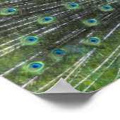 孔雀の支柱 ポスター (角)