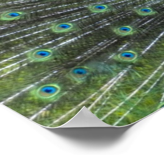 孔雀の支柱 ポスター (角)