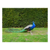 孔雀の支柱 ポスター (正面)