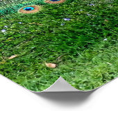 孔雀の梅のポスター ポスター (角)